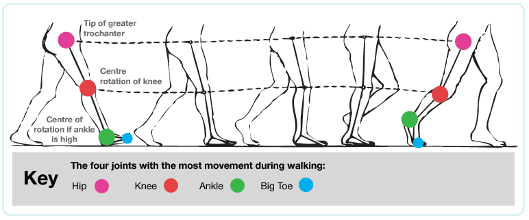 Почему не двигается нога. Биомеханика ходьбы человека. Правильная постановка стопы при ходьбе. Фазы ходьбы. Правильная постановка стопы при хождении.