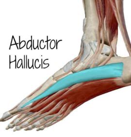 Bunion-Booty-Abductor-Hallucis